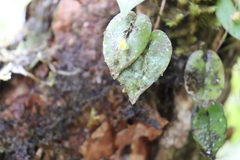 Pleurothallis baudoensis