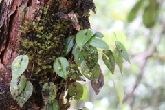 Pleurothallis baudoensis