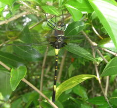 Phyllomacromia contumax