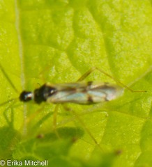 Tupiocoris