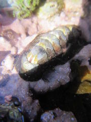 Chitonoidea