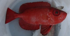 Priacanthidae
