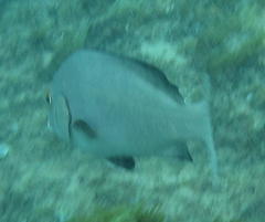 Plectorhinchus schotaf