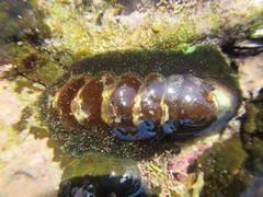 Chitonoidea
