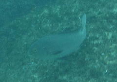 Plectorhinchus schotaf