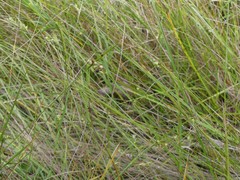 Scleria muehlenbergii