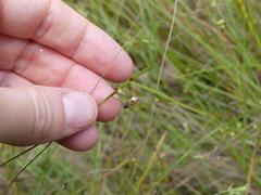 Scleria muehlenbergii