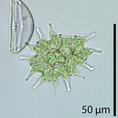 Pseudopediastrum boryanum longicorne