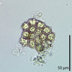 Hydrodictyaceae