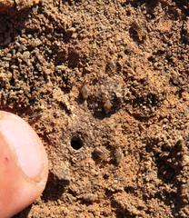 Fulleritermes mallyi