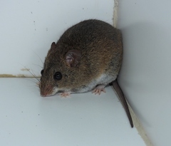 Hylaeamys megacephalus
