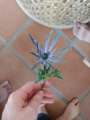 Eryngium hookeri