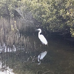 Ardea alba