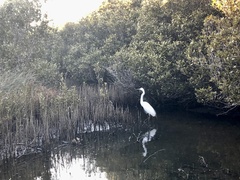 Ardea alba