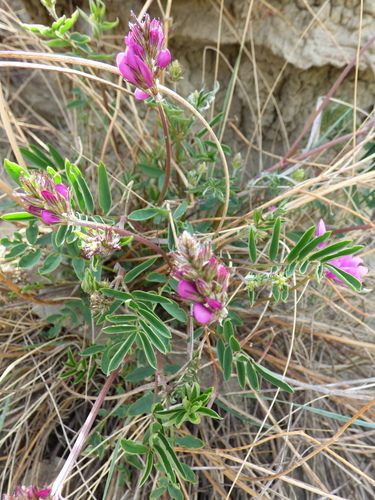 Boreal Sweet-vetch