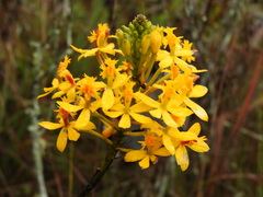 Epidendrum melinanthum