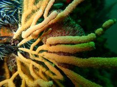 Pseudodromia latens