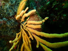 Pseudodromia latens
