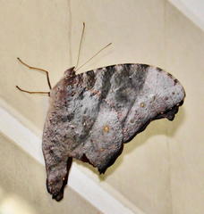 Melanitis leda leda
