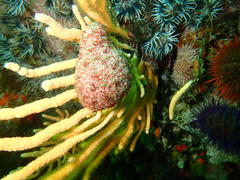 Pseudodromia latens