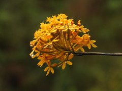Epidendrum melinanthum