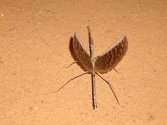 Paronchestus cornutus