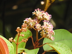 Miconia caudata