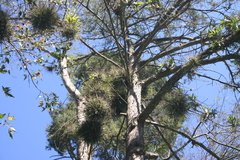 Tillandsia schiedeana
