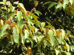 Miconia caudata