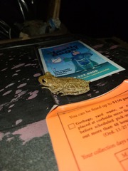 Osteopilus septentrionalis