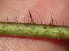 Rubus beamanii