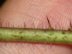 Rubus beamanii