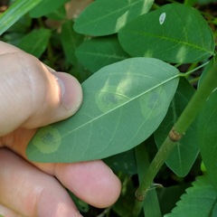 Anarsioses aberrans