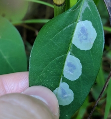 Anarsioses aberrans