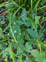 Anarsioses aberrans