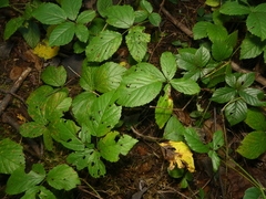 Rubus beamanii