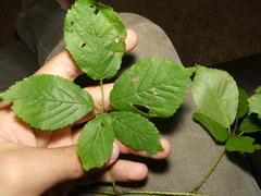 Rubus beamanii