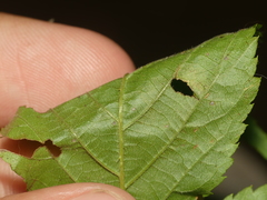 Rubus beamanii