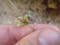 Cyperus sphaerolepis