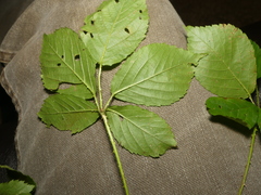 Rubus beamanii