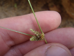 Cyperus sphaerolepis