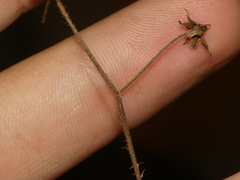 Rubus beamanii