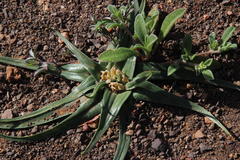 Colchicum asteroides