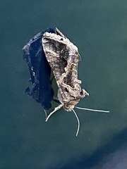 Ctenoplusia oxygramma