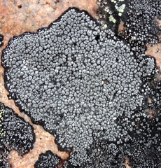 Rhizocarpon geminatum