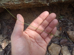 Cyperus sphaerolepis