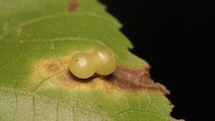 Caryomyia deflexipili