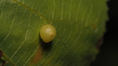 Caryomyia deflexipili