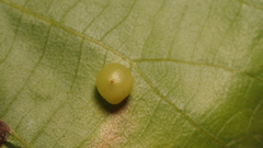 Caryomyia deflexipili