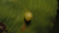 Caryomyia deflexipili